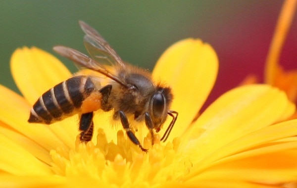 Mất mạng vì ong vò vẽ, cần nâng cao cảnh giác ngay lập tức
